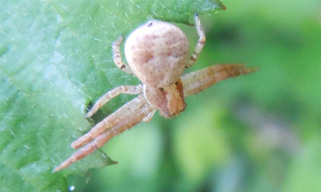 Xysticus sp. - San Leucio (CE)